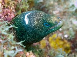 Injured Goldentail Moray Eel IMG 7851